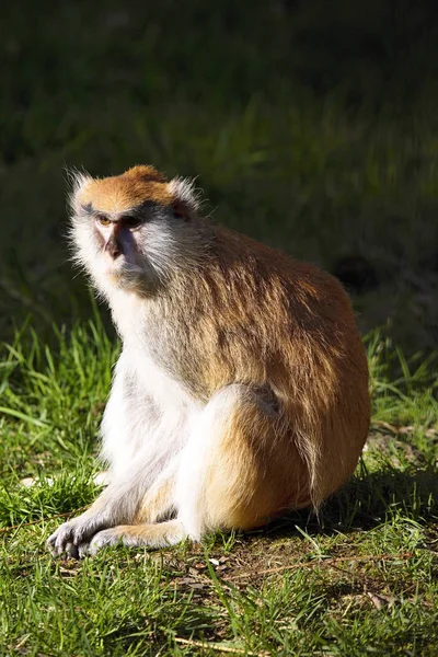 Patas Monkey Erythrocebus Patas Bor Främst Marken — Stockfoto