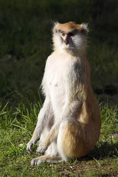 Macaco Patas Erythrocebus Patas Vive Principalmente Chão — Fotografia de Stock