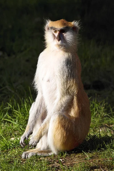 Macaco Patas Erythrocebus Patas Vive Principalmente Chão — Fotografia de Stock