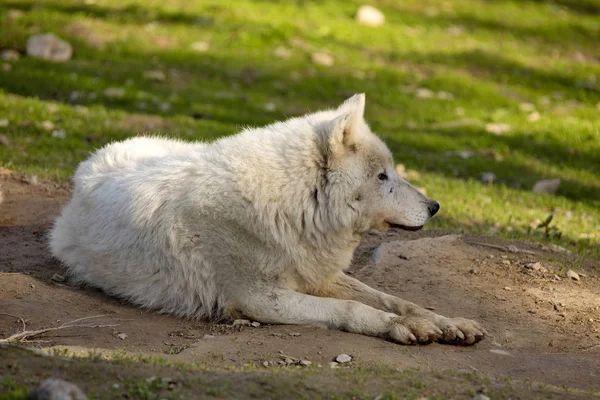 Lobo Ártico Canis Lupus Arctos Cor Branca — Fotografia de Stock