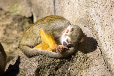 Resting Common squirrel monkey, Saimiri sciureus, clipart