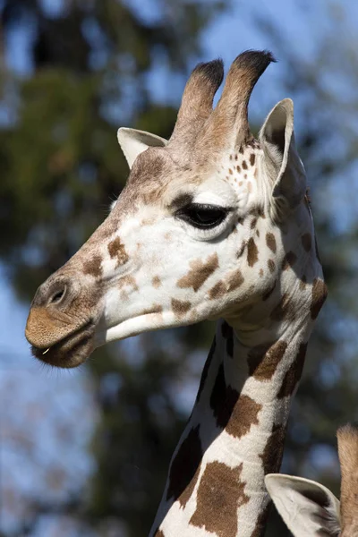 Portré Női Baringó Zsiráf Giraffa Zsiráf Rothschild — Stock Fotó