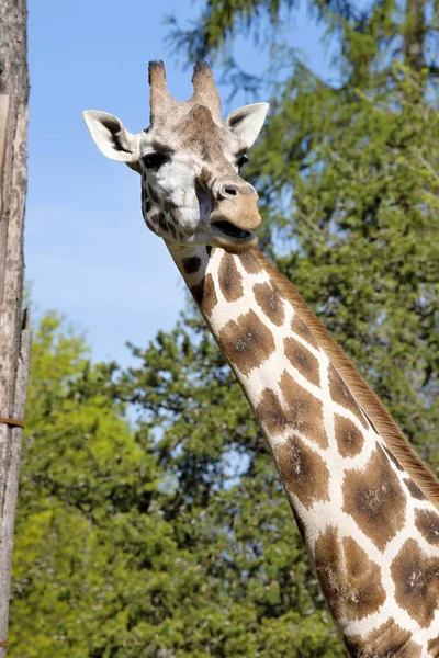 Ritratto Femmina Baringo Giraffa Giraffa Camelopardalis Rothschild — Foto Stock