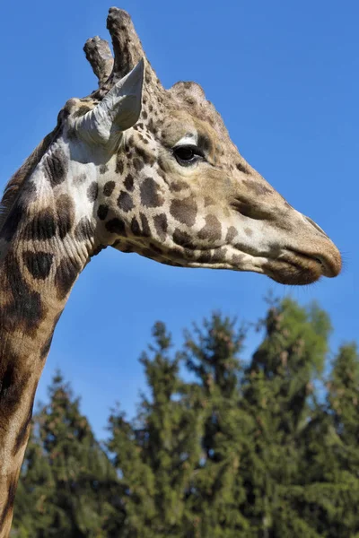 Ritratto Maschio Baringo Giraffa Giraffa Camelopardalis Rothschild — Foto Stock