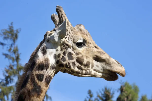 Ritratto Maschio Baringo Giraffa Giraffa Camelopardalis Rothschild — Foto Stock