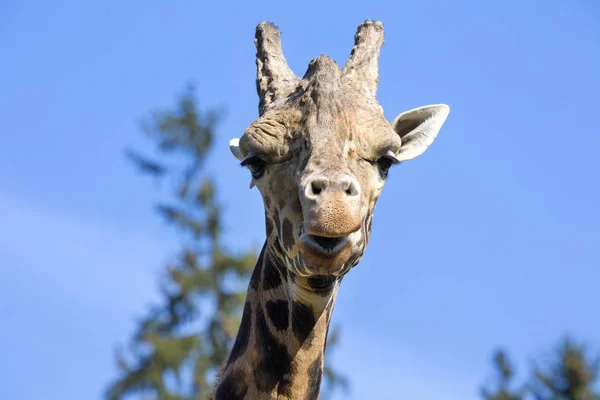 Ritratto Maschio Baringo Giraffa Giraffa Camelopardalis Rothschild — Foto Stock