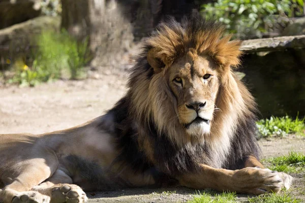 Panthera Leo Leo Берберийский Лев — стоковое фото