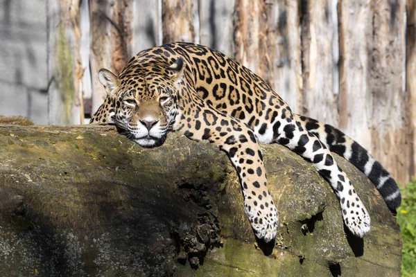 Jaguar Panthera Onca Rustend Stam Een Typische Positie — Stockfoto