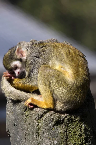 Descansando Mono Ardilla Común Saimiri Sciureus — Foto de Stock