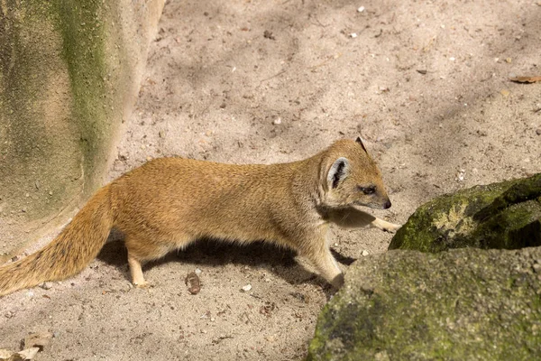 Mangouste Jaune Cynictis Pénicillata Est Carnivore Agile Qui Cherche Toujours — Photo