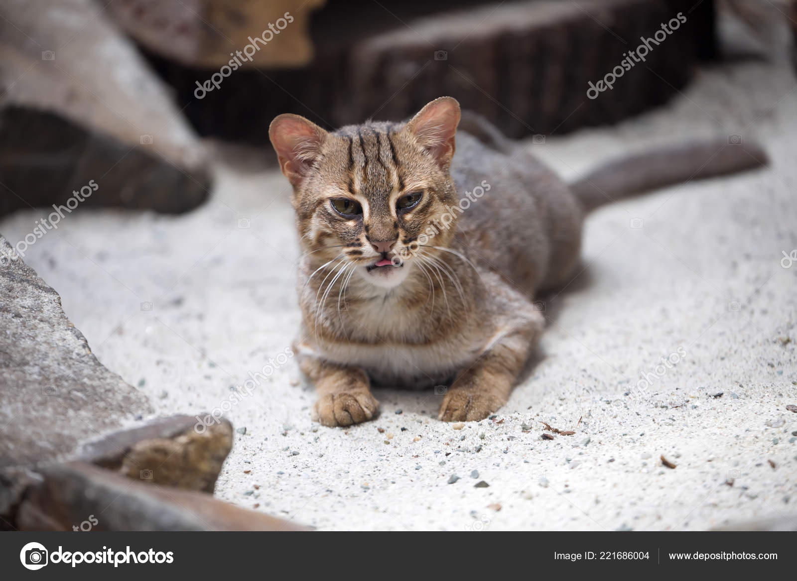 Small Rusty-spotted cat, Prionailurus rubiginosus is very rare - Main Image