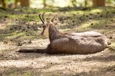Chamois, Rupicapra rupicapra, alpine meadows yaşıyor