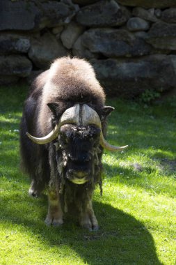 Misk öküzü, Ovibos moschatus, büyük bir tur var
