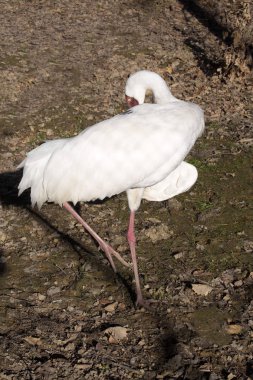 Sibirya beyaz vinç, leucogeranus leucogeranus nadirdir