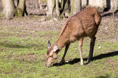 Vietnamca Sika geyiği, Cervus nippon pseudaxis, imha