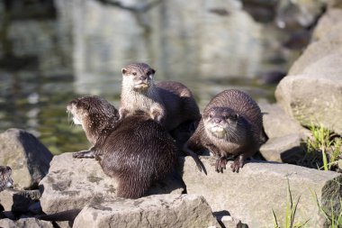 Asian Oriental small-clawed otter, Amblonyx cinerea, live in families clipart