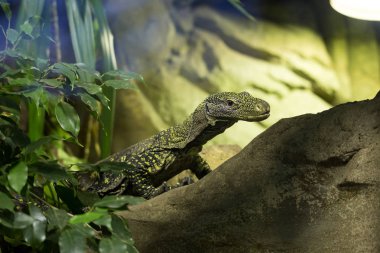 İkinci büyük kertenkele Salvadori'nın monitör, Varanus salvadorii olduğunu