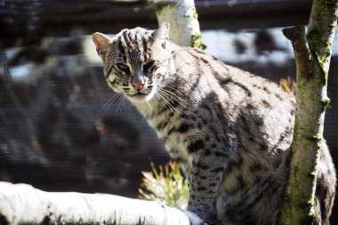 Kedi balık tutma Prionailurus viverrinus, avlamak için su gıda