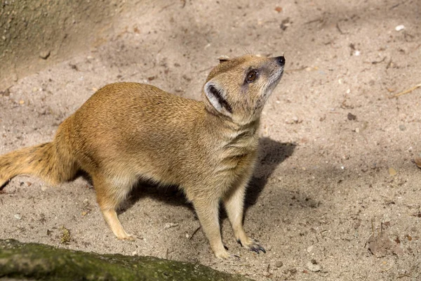 Mangouste Jaune Cynictis Pénicillata Est Carnivore Agile Qui Cherche Toujours — Photo