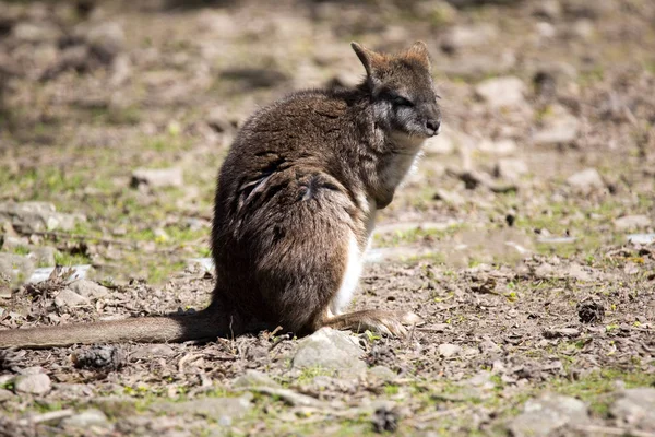 Parma Wallaby Macropus Parma Small Kangaroos — Stock Photo, Image