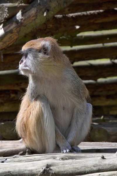 Macaco Patas Erythrocebus Patas Vive Principalmente Chão — Fotografia de Stock