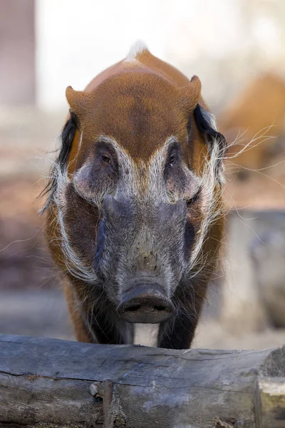 Красная Речная Свинья Potamochoerus Porcus Pictus Является Лучшим Представителем Свиней — стоковое фото