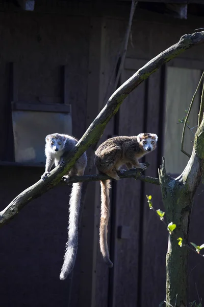 Rara Madagascar Mangosta Lemur Eulemur Mongoz —  Fotos de Stock