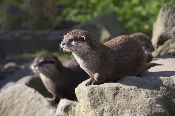 Asiático Oriental Pequena Garra Lontra Amblonyx Cinerea Viver Famílias — Fotografia de Stock