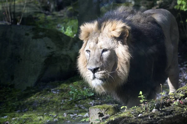 Lew Azjatycki Panthera Leo Persica Mieszka Małej Rezerwy Indiach — Zdjęcie stockowe