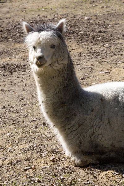 Guanicoe 费利是国内品种的骆驼 — 图库照片