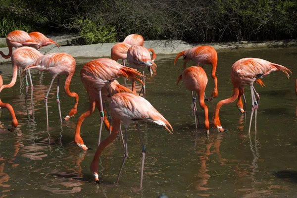 Flamingo Maior Phoenicopterus Ruber Colorido Mais Colorido — Fotografia de Stock