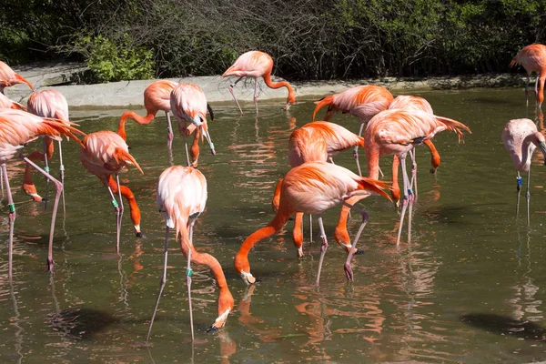 플라밍고 Phoenicopterus Ruber 화려한 — 스톡 사진