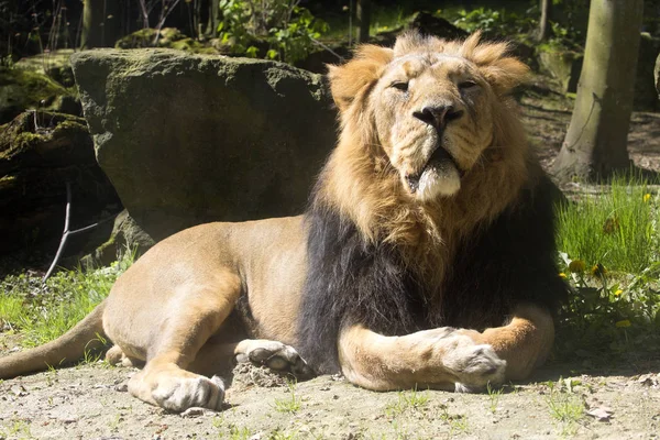 León Asiático Panthera Leo Persica Vive Una Pequeña Reserva India — Foto de Stock