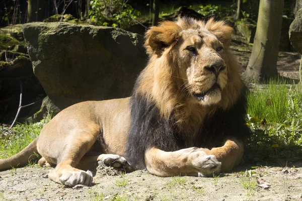 León Asiático Panthera Leo Persica Vive Una Pequeña Reserva India —  Fotos de Stock