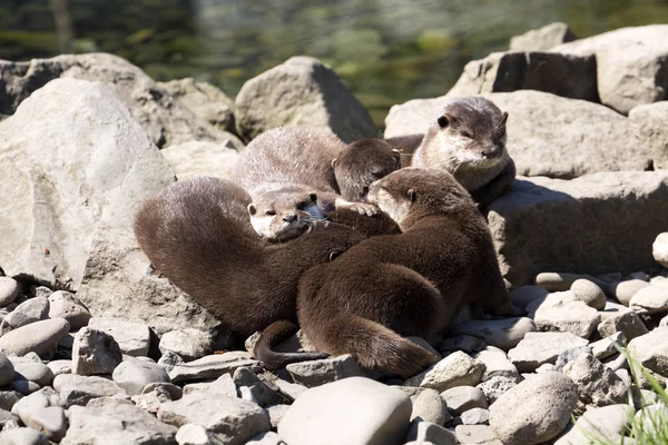 Loutre Asiatique Petites Griffes Amblonyx Cinerea Vit Famille — Photo