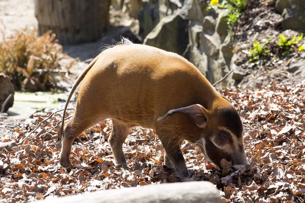 Красная Речная Свинья Potamochoerus Porcus Pictus Является Лучшим Представителем Свиней — стоковое фото