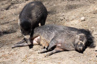 Visayan siğil gibi domuz, Sus cebifrons negrinus, ekmek ile yavrusu