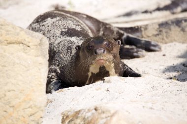 Dev su samuru, Pteronura brasiliensis, çok eğlenceli