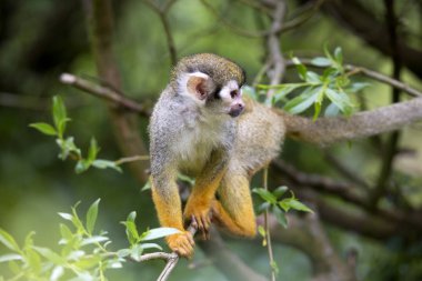 Ortak sincap maymun, Saimiri sciureus çok hareketli primat