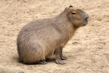 Hydrochoerus hydrochaeris Capibara, en büyük kemirgen