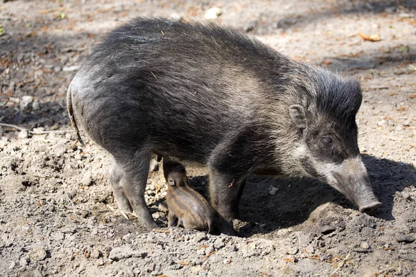 Wisayan Warty Pig Sus Cebifrons Negrinus Sow Cub — стоковое фото