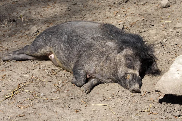 새끼와 Visayan 사마귀 Sus Cebifrons Negrinus — 스톡 사진