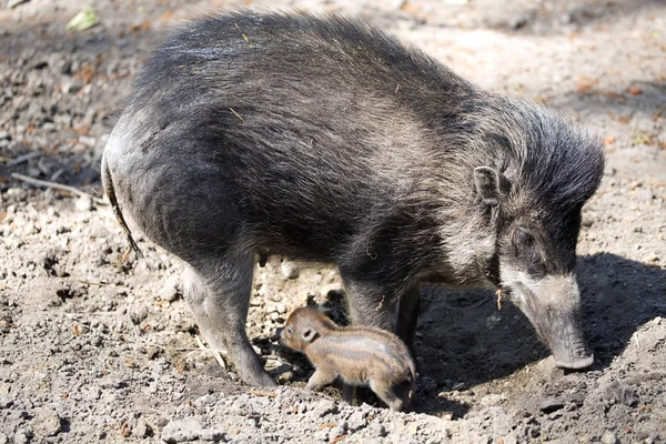 Visayan Warty Pig Sue Cebifrons Negrinus Tabur Dengan Anaknya — Stok Foto