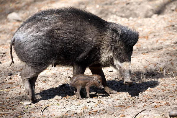 Wisayan Warty Pig Sus Cebifrons Negrinus Sow Cub — стоковое фото