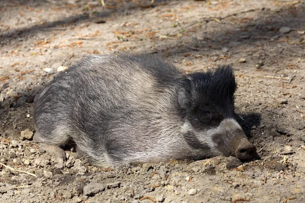 Visayan Warty Pig Sue Cebifrons Negrinus Tabur Dengan Anaknya — Stok Foto