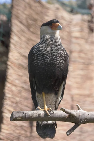 Södra Crested Caracara Caracara Plancus Riklig Rovdjur Sydamerika — Stockfoto