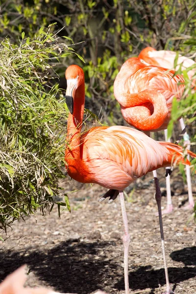 Flamingo Maior Phoenicopterus Ruber Colorido Mais Colorido — Fotografia de Stock
