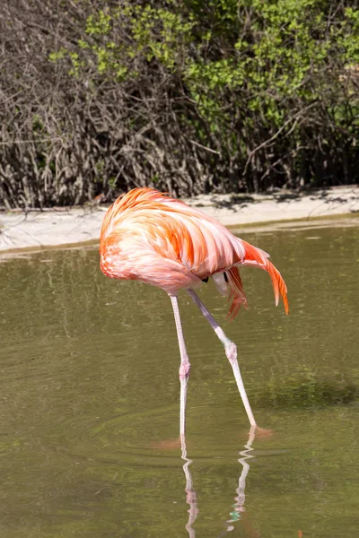 Mayor Flamenco Phoenicopterus Ruber Color Más Colorido — Foto de Stock