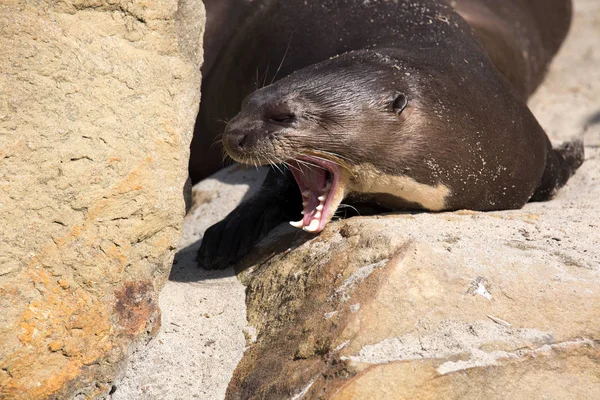 Gäspningar Giant Otter Pteronura Brasiliensis — Stockfoto