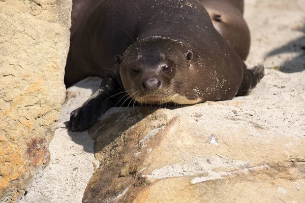 Γίγαντα Otter Pteronura Brasiliensis Πολύ Παιχνιδιάρης — Φωτογραφία Αρχείου